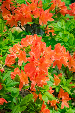 Bright orange flowers bloom among green leaves, creating a beautiful garden under the sun.の写真素材
