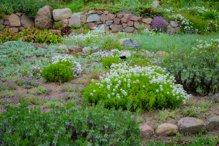 Vibrant floral varieties in bloom brighten the garden with joyful colors and textures.の写真素材