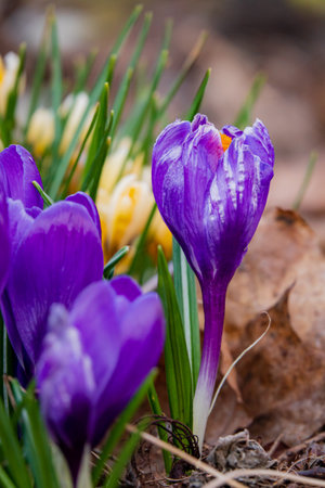Colorful crocus flowers rise from the earth as springtime ushers in new beginnings and beauty.の写真素材