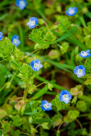 Small blue blossoms pop against fresh green foliage, celebrating the arrival of spring's beauty.の写真素材