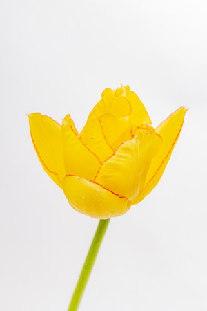 A stunning yellow flower unfolds its intricate petals, radiating beauty against a light backdrop.の写真素材