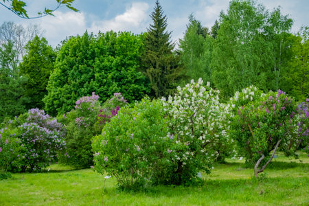 Vibrant lilacs in various shades blossom among lush green trees under a bright sky.の写真素材