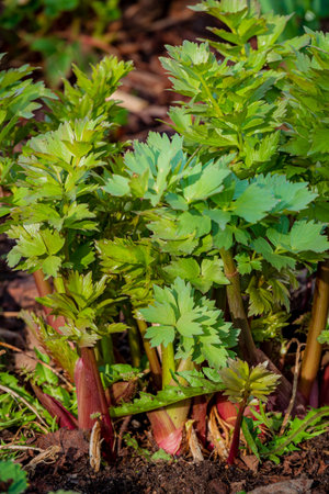 Lush celery plants thrive in the garden soil, basking in warm sunlight and fresh air.の写真素材