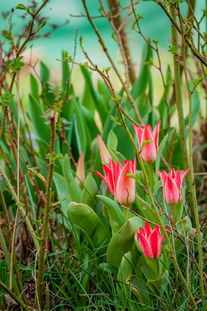 Bright red tulips stand out amidst lush green leaves in a tranquil garden during springtime.の写真素材
