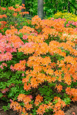 Colorful azaleas in orange and pink bloom amid lush greenery, celebrating spring's beauty.の写真素材
