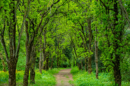 A winding path through vibrant trees offers a serene atmosphere for nature lovers.