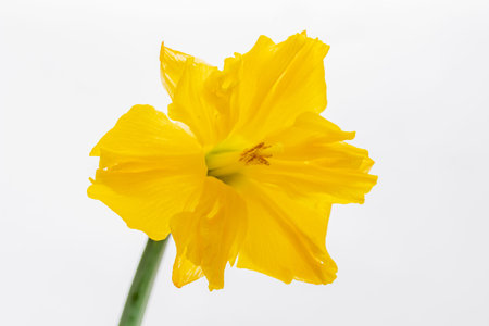 Vibrant daffodil in full bloom showcases its stunning yellow petals under bright light.
