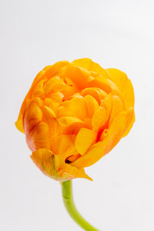 A bright yellow flower bud stands poised to open, revealing delicate petals against light.の写真素材