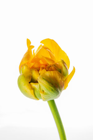 A bright yellow flower bud waits to bloom, showcasing nature's beauty.の写真素材