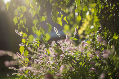 Sunlight shines through leaves, creating a magical atmosphere in a blooming garden.