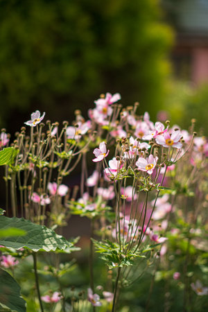 Fragrant flowers bloom vibrantly, filling the garden with color and life under the bright daylight.の写真素材
