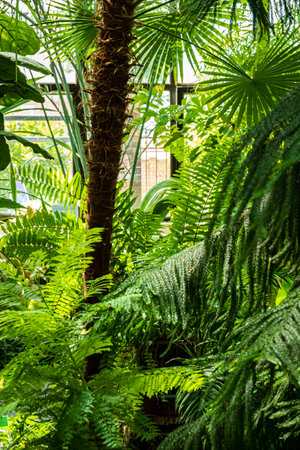 Lush green plants envelop the greenhouse, creating a tranquil atmosphere filled with life.の写真素材