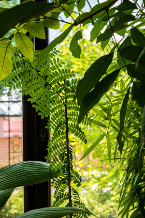Sunlight brightens diverse plants, creating a serene and lively indoor oasis.の写真素材