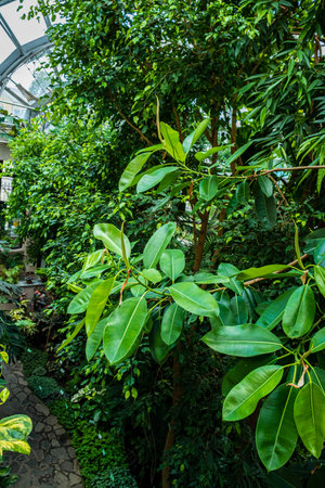 A serene path winds through a lush indoor garden filled with thriving green plants.の写真素材