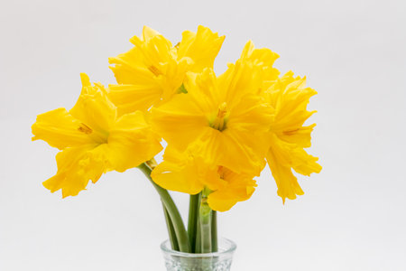 Vibrant yellow daffodils arranged in a glass vase bring a fresh, cheerful touch to the atmosphere.の写真素材