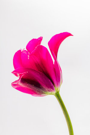 A stunning pink tulip stands tall, its petals opening gracefully, capturing the essence of spring.の写真素材