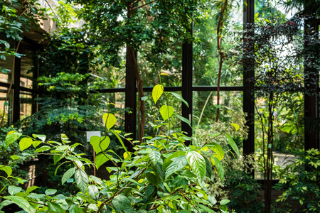 A serene space with lush greenery and sunlight through glass walls creates harmony.の写真素材