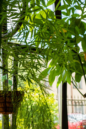 Sunlight streams through leaves, creating a serene indoor oasis of plants and tranquility.の写真素材