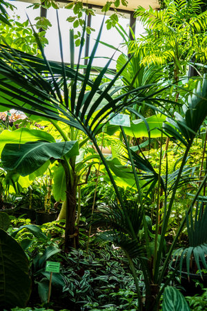 Tropical plants create a vibrant, serene atmosphere rich with life and color.の写真素材