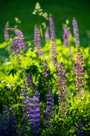 Lupines burst forth with rich purple hues, basking in sunlight amidst a verdant garden setting.の写真素材
