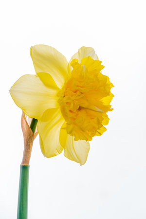 A bright yellow daffodil embodies spring's renewal and beauty.の写真素材