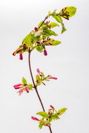 A slender stem with pink blossoms and lush leaves stands elegantly against a soft backdrop.の写真素材