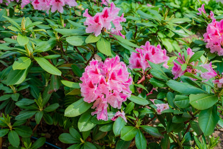 Bright pink rhododendron flowers bloom abundantly amidst rich green foliage in a garden.の写真素材