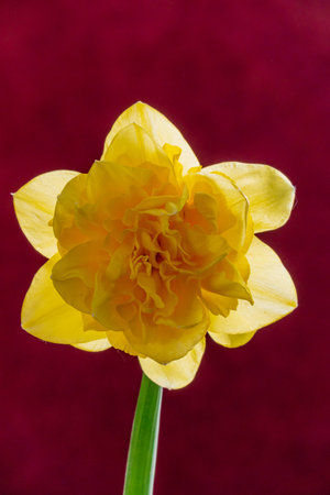 A bright yellow daffodil blooms against a deep red backdrop, showcasing nature's beauty.の写真素材