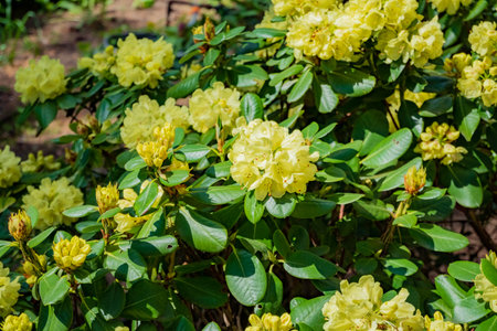 Bright yellow rhododendrons bloom abundantly amid lush green leaves in a serene garden.の写真素材