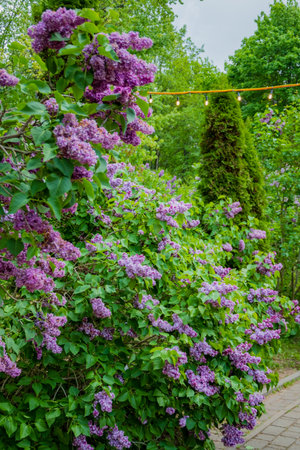 A lush garden with blooming lilacs provides a tranquil retreat, illuminated by gentle lights.の写真素材