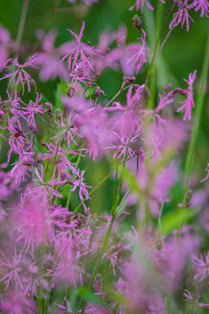 Delicate pink flowers dance gently in the warm breeze, surrounded by vibrant green foliage.の写真素材