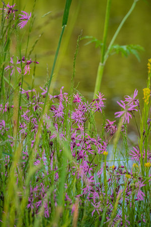 Pink flowers bloom by calm waters, framed by tall grass and soft morning light.の写真素材