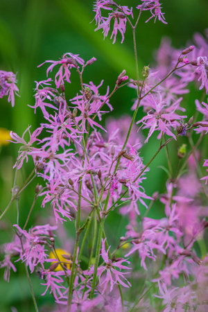 Delicate pink blooms sway gently in a verdant meadow, celebrating the beauty of springtime nature.の写真素材