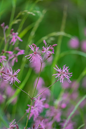 Vibrant pink wildflowers rise gracefully amidst lush green foliage in a tranquil meadow.の写真素材