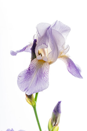 A tall iris displays soft lavender petals with intricate patterns in the sunlight.