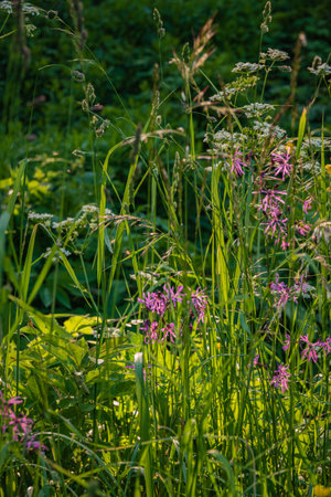 Colorful flowers emerge amidst lush green grasses, basking in the warm sunlight of a serene meadow.の写真素材