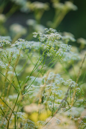 Wildflowers bloom in a lush meadow, swaying gently in the sunlight.の写真素材
