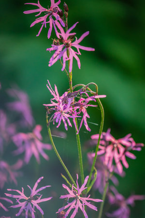 Soft pink blossoms stand out amid vibrant greenery, capturing the essence of spring's arrival.の写真素材