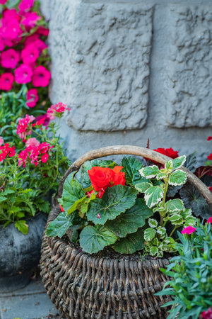 A charming basket filled with colorful blooms sits among lush petunias and begonias in a garden.の写真素材