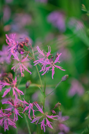 Colorful wildflowers sway gently in the breeze, showcasing their lively hues in a peaceful setting.の写真素材