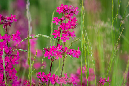 Bright pink flowers bloom extensively, adding color to the green grass field under clear skies.の写真素材