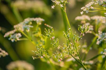Blossoms thrive amidst vibrant greenery, reflecting the beauty of nature in warm sunlight.