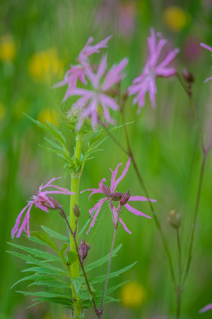 Pink wildflowers sway in a vibrant meadow surrounded by lush green grass and colors.の写真素材