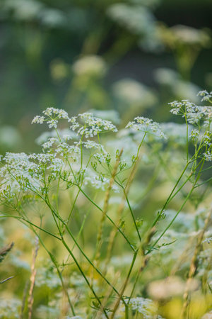 Wildflowers bloom gracefully in a tranquil meadow, illuminated by soft morning light.の写真素材