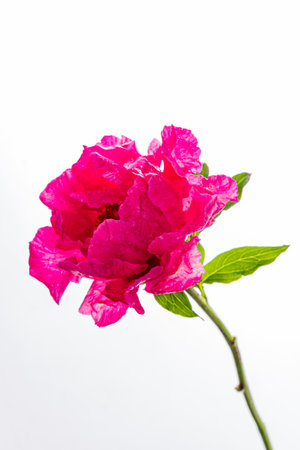 A bright pink flower stands out with vivid petals and graceful green leaves.の写真素材