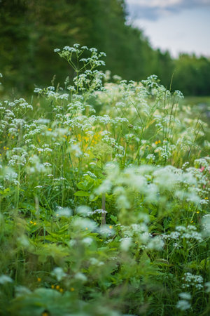 Wildflowers sway in the breeze, creating a peaceful mood in the lush meadow at dusk.