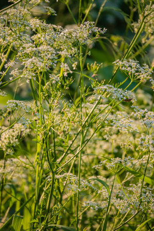 Wildflowers stretch towards the sun, illuminated by warm light in a peaceful meadow setting.