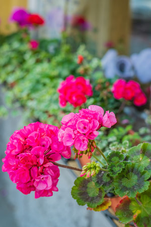 Vivid pink geraniums flourish in a window box, basking in the warm sunlight of springtime.