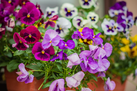 Colorful pansies brighten the garden in early spring, enhancing the landscape.