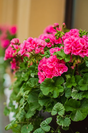 Bright pink blooms flourish amidst lush green leaves, creating a captivating courtyard display.